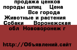 продажа ценков породы шпиц  › Цена ­ 35 000 - Все города Животные и растения » Собаки   . Воронежская обл.,Нововоронеж г.